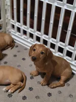 StarFish  Wire Hair , a female Miniature Dachshund for sale in Bradenton, FL – 2 of 8