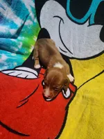 Tuna, a female Miniature Dachshund for sale in Bradenton, FL – 2 of 2