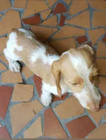 Scrappy, a male Miniature Dachshund for sale in Bradenton, FL – 2 of 3