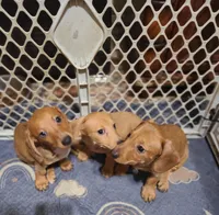 StarFish  Wire Hair , a female Miniature Dachshund for sale in Bradenton, FL – 4 of 8