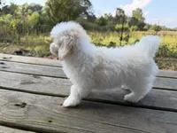 REDUCED  pick up by November 1, a male Maltese and Shih Tzu for sale in Concord, GA – 9 of 10