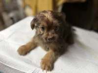 Rip, a male Yorkshire Terrier and Shorkie for sale in Atlanta, GA – 4 of 6