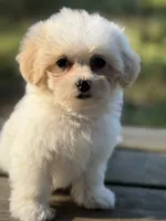 REDUCED  pick up by November 1, a male Maltese and Shih Tzu for sale in Concord, GA – 6 of 10