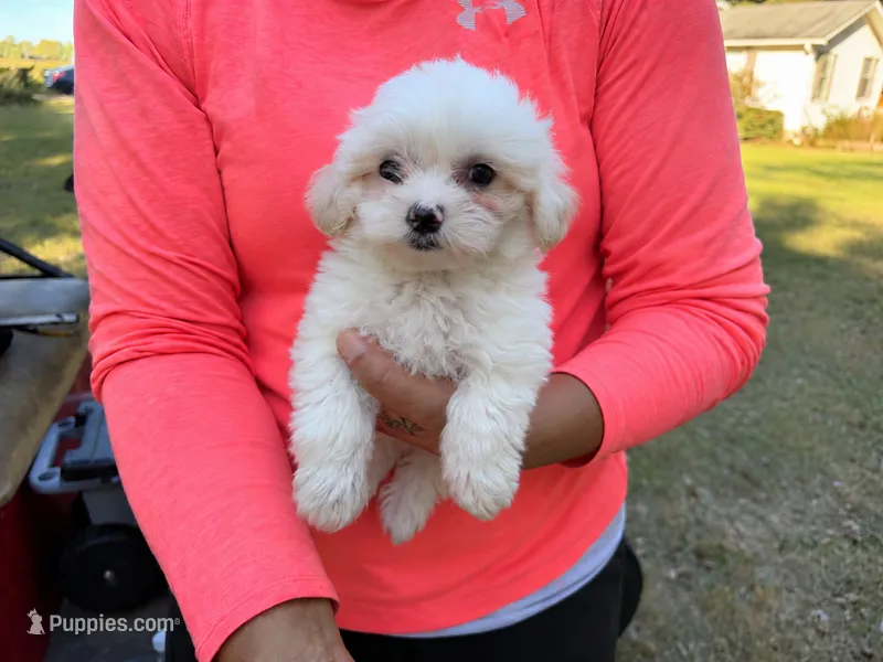 Johnson – Maltese, Shih Tzu puppy for sale in Concord, GA