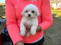 Johnson, a male Maltese and Shih Tzu for sale in Concord, GA – 1 of 8