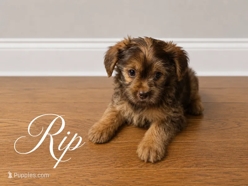 Rip – Yorkshire Terrier, Shorkie puppy for sale in Atlanta, GA
