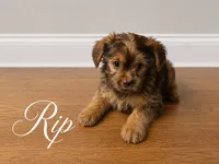 Rip, a male Yorkshire Terrier and Shorkie for sale in Atlanta, GA – 1 of 6