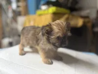 Molly, a female Yorkshire Terrier and Shorkie for sale in Atlanta, GA – 5 of 5