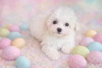 Olaf, a male Maltese and Mal Shi for sale in Atlanta, GA – Photo 3 of 6