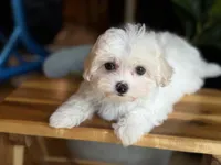 Olaf, a male Maltese and Mal Shi for sale in Atlanta, GA – Photo 5 of 6