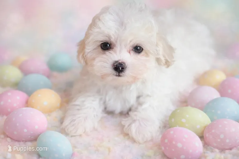 Olaf – Maltese, Mal Shi puppy for sale in Atlanta, GA