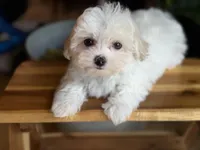 Olaf, a male Maltese and Mal Shi for sale in Atlanta, GA – Photo 2 of 6