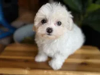 Olaf, a male Maltese and Mal Shi for sale in Atlanta, GA – Photo 6 of 6