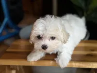 Olaf, a male Maltese and Mal Shi for sale in Atlanta, GA – Photo 4 of 6