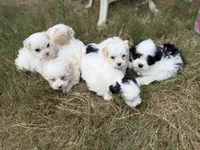 Johnson, a male Maltese and Shih Tzu for sale in Concord, GA – 6 of 8