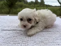 Johnson, a male Maltese and Shih Tzu for sale in Concord, GA – 4 of 8