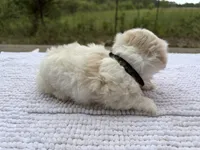 Jackson , a male Maltese and Shih Tzu for sale in Concord, GA – 2 of 7