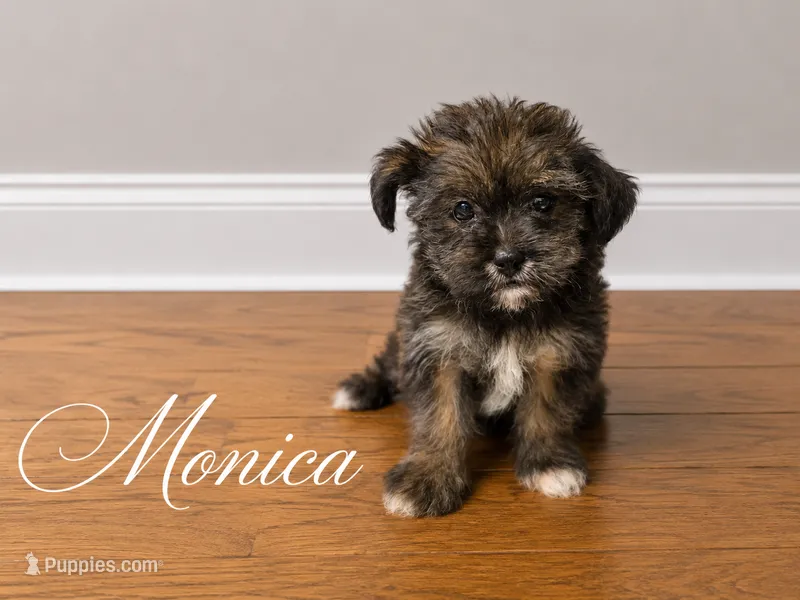 Monica – Yorkshire Terrier, Shorkie puppy for sale in Atlanta, GA