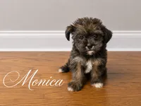 Monica, a female Yorkshire Terrier and Shorkie for sale in Atlanta, GA – 1 of 3