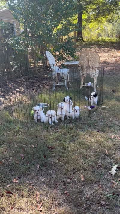 Jackson , a male Maltese and Shih Tzu for sale in Concord, GA – 7 of 7