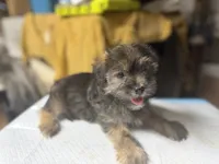 Henry , a male Yorkshire Terrier and Shorkie for sale in Atlanta, GA – 2 of 5