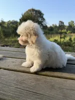 REDUCED  pick up by November 1, a male Maltese and Shih Tzu for sale in Concord, GA – 3 of 10