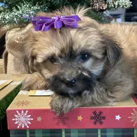 Katie, a female Morkie for sale in Atlanta, GA – Photo 10 of 10