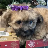 Katie, a female Morkie for sale in Atlanta, GA – Photo 7 of 10