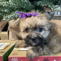 Katie, a female Morkie for sale in Atlanta, GA – Photo 3 of 10