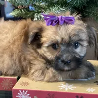 Katie, a female Morkie for sale in Atlanta, GA – Photo 5 of 10