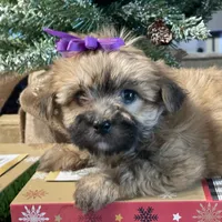 Katie, a female Morkie for sale in Atlanta, GA – Photo 1 of 10