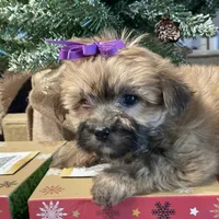 Katie, a female Morkie for sale in Atlanta, GA – Photo 8 of 10