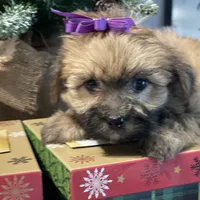 Katie, a female Morkie for sale in Atlanta, GA – Photo 4 of 10