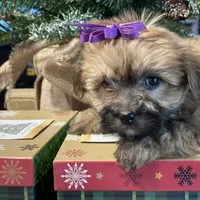 Katie, a female Morkie for sale in Atlanta, GA – Photo 9 of 10
