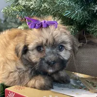 Katie, a female Morkie for sale in Atlanta, GA – Photo 6 of 10