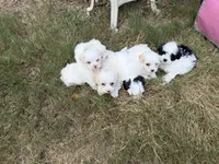 Jackson , a male Maltese and Shih Tzu for sale in Concord, GA – 5 of 7