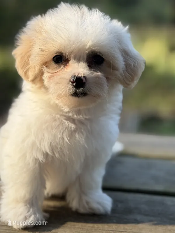 Johnson – Maltese, Shih Tzu puppy for sale in Concord, GA