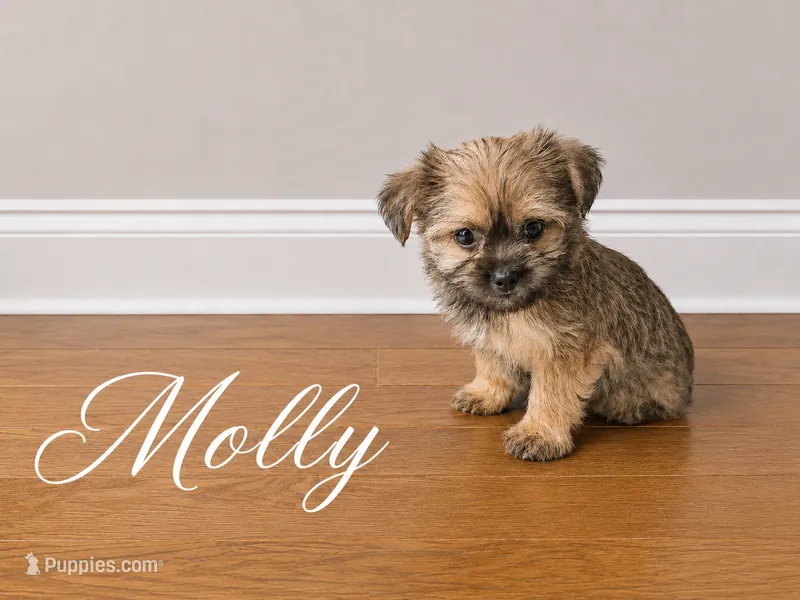 Molly – Yorkshire Terrier, Shorkie puppy for sale in Atlanta, GA
