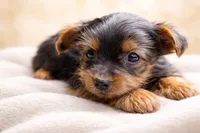 Bogart, a male Yorkshire Terrier for sale in Atlanta, GA – Photo 4 of 5