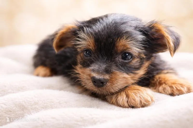 Bogart – Yorkshire Terrier puppy for sale in Atlanta, GA