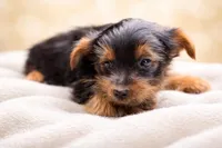 Bogart, a male Yorkshire Terrier for sale in Atlanta, GA – Photo 3 of 5