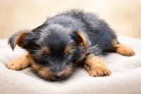 Bogart, a male Yorkshire Terrier for sale in Atlanta, GA – Photo 5 of 5