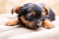 Bogart, a male Yorkshire Terrier for sale in Atlanta, GA – Photo 2 of 5