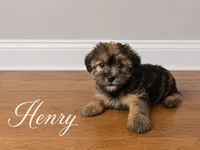 Henry , a male Yorkshire Terrier and Shorkie for sale in Atlanta, GA – 1 of 5
