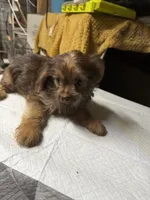 Rip, a male Yorkshire Terrier and Shorkie for sale in Atlanta, GA – 6 of 6