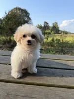 REDUCED  pick up by November 1, a male Maltese and Shih Tzu for sale in Concord, GA – 4 of 10