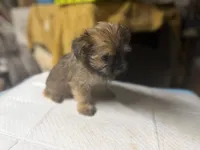Molly, a female Yorkshire Terrier and Shorkie for sale in Atlanta, GA – 4 of 5