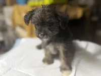 Monica, a female Yorkshire Terrier and Shorkie for sale in Atlanta, GA – 2 of 3
