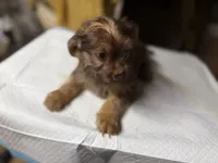 Rip, a male Yorkshire Terrier and Shorkie for sale in Atlanta, GA – 5 of 6