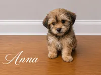 Anna, a female Yorkshire Terrier and Shorkie for sale in Atlanta, GA – 1 of 1